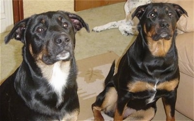 Two large, short-haired, black with tan and white mixed breed dogs are sitting on a rug next to a tan leather couch.