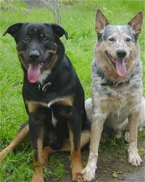 Close up - A large breed black and tan with white dog is sitting in grass next to a red merle colored Australian Cattle Dog.