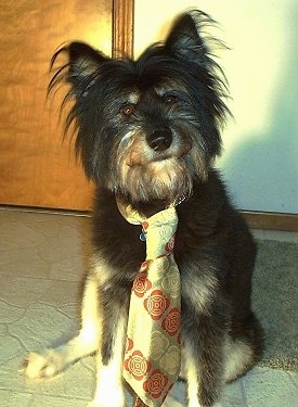 View from the front - A scruffy looking, black with tan dog wearing a tie sitting in front of a door and it is looking forward.