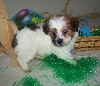 A white with black and brown Malti-poo puppy is walking around on a white tiled floor on top of contents of a deconstructed easter basket. It is standing on the green Easter basket grass with brown baskets and candy behind it.