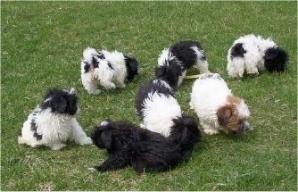A litter of 7 Malti-poo puppies are sniffing the grass they are sitting and standing on.