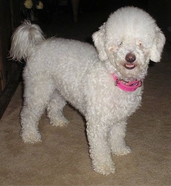 Side view - A curly, groomed short white Malti-poo dog is wearing a pink collar standing on a tan carpet and looking forward. Its mouth is slightly open showing its bottom row of teeth.