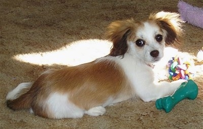 A tan and white Malton puppy is laying on a tan shag carpet and it is looking back. There is a green toy under its paw and a colorful toy in front of it with a beam of sun shining on it. It has longer hair on its fringe ears.