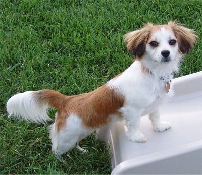 A medium-haired, tan and white with black Malton dog is standing in grass and on top of the bottom part of a slide. It has longer hair on its ears and tail.