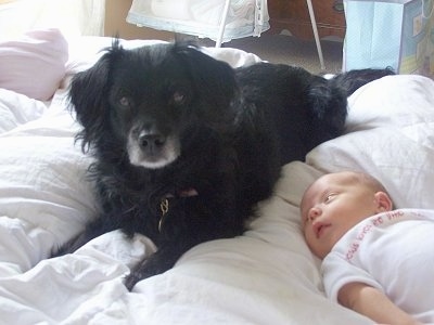 A black with white Markiesje is laying on a human's bed and there is a small baby next to it who is looking at the dog.