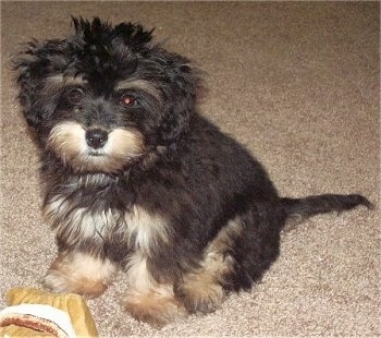 A small fluffy black and tan Mauxie puppy is sitting on a tan carpet with a tan plush toy in front of it.