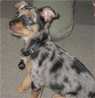 A blue merle Mini Australian Shepterrier puppy is wearing a black collar sitting on a carpet and looking up with a person kneeling behind it.