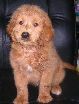 Front view - A red with a tuft of white Miniature Goldendoodle puppy is sitting in a black leather computer chair.