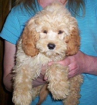 Close up front view - A wavy-coated, fluffy, Petite Goldendoodle puppy is being held in the hands of a person who is wearing a teal blue shirt.