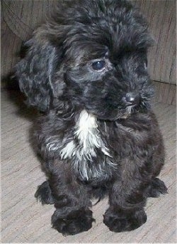 View from the front - A wavy coated black with white Miniature Labradoodle puppy is sitting on a couch and looking to the right.