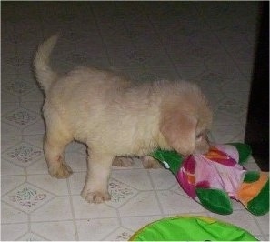 A tan Miniature Labradoodle puppy is standing on a tan tiled floor and it is biting a green and pink plush toy.