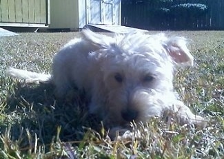 A miniature wavy coated white Whoodle dog is laying down outside in grass and it is looking forward.