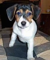 Close up front view - A tricolor white with black and tan Minnie Jack puppy is walking down a human's bed that has a blue and tan checkered comforter on it.