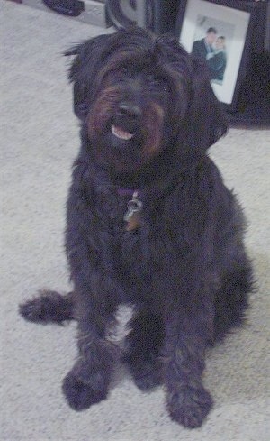 A long haired, black with brown Labrador/Lhasa Apso is sitting on a carpet and behind it is a picture of a man and a lady. Its mouth is open and its head is tilted to the right. It looks like it is smiling.