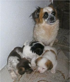 There are three Pekingese mix puppies looking down at the ground on a white with brown tiled floor. The mother is behind it. The adult dog has a big underbite showing off its bottom teeth.