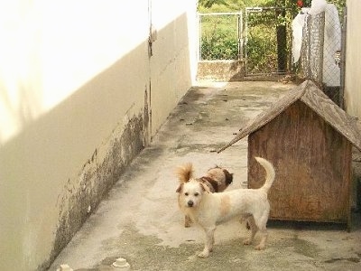 A white with tan Pekingese mix is standing on concrete in an alleyway in front of a doghouse. There is another brown with white mixed breed dog next to the doghouse.