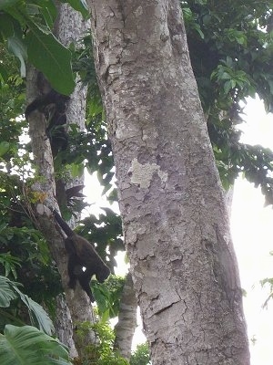 Monkeys climbing up a tree