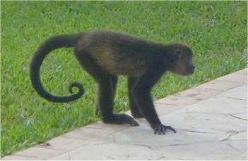 The right side of a Monkey that is standing on a sidewalk