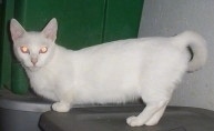 Side-view of a white cat with very short front legs