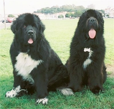 Two large, fluffy black with white Newfoundlands are sitting side by side in grass and they both have there mouths open The dog on the right is drooling out both sides of its mouth. They look like bears.