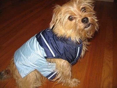 A long coated wiry, tan Norfolk Terrier is sitting on a hardwood floor wearing a royal blue, baby blue and white jacket.