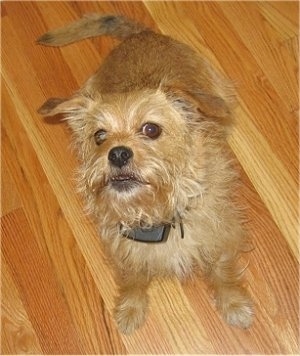 view from above looking down at the dog - A tan Norfolk Terrier is standing on a hardwood floor looking up.