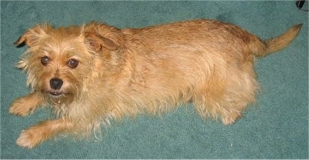 Right Profile view from the top looking down at the dog - A wiry, tan Norfolk Terrier is laying across a green carpet looking up.