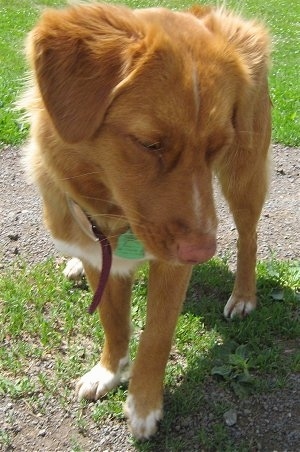 View from the front - A red with white Nova Scotia Duck Tolling Retriever is standing in grass and it is looking down and to the right.