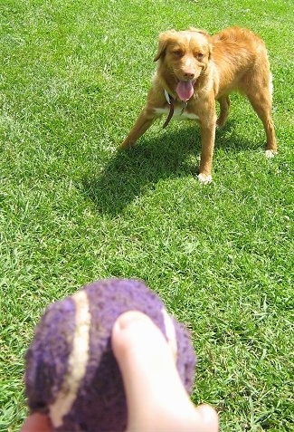 A red with white Nova Scotia Duck Tolling Retriever is standing in grass with its mouth open and tongue out. It is preparing to catch a purple ball that a person is holding in their hand.