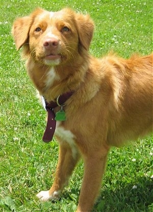 Left Profile upper body shot - A red with white Nova Scotia Duck Tolling Retriever is standing in grass and it is looking up.
