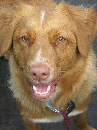 Close up head shot - A happy-looking, red with white Nova Scotia Duck Tolling Retriever dog is standing in a parking lot. It is looking up and its mouth is slightly open.