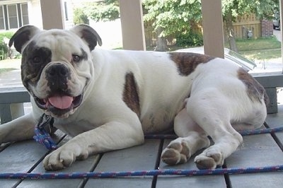 Left Profile - A white with brown brindle Olde Victorian Bulldogge is laying on a gray wooden porch. Its mouth is open, tongue is out and it is looking forward.