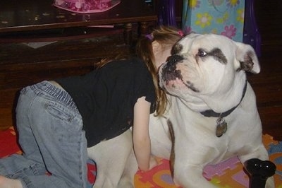 A white with brown brindle Olde Victorian Bulldogge is laying on the floor looking to the left towards a little girl who has crawled on top of the dog and his hugging its belly.