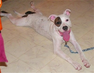 The front right side of a white with brown Pit Bull Terrier that is laying on a tiled floor with her tongue out and a leash on