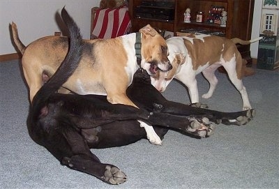 Three dogs playing inside of a house on top of a light blue-gray carpet - A Labrador/Great Dane mix is laying on its back, there is a Boxer/Beagle mix standing over top of it, there is a Pitbull standing in front of it and biting down.