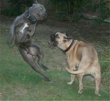 A tan with black Bull Mastiff is biting at a grey with white Cane Corso that is jumping in mid-air away from the Mastiff.
