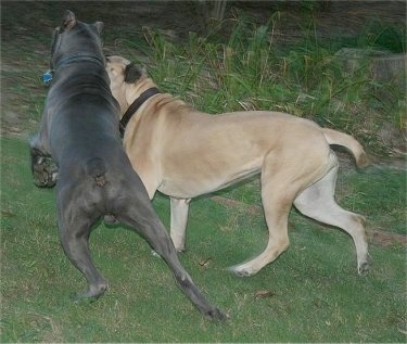 The back of a grey with white Cane Corso and a tan with white Bullmastiff. The Cane Corso is jumping on the back of the Bullmastiff.