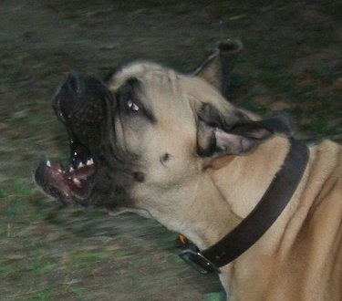 Close up - The left side of a tan with black Bullmastiff. The Bullmastiff is barking and its ears are flying backwards.