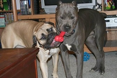 A grey with white Cane Corso has a red bone in its mouth and a tan with black Bullmastiff is biting at the bone. They are in a living room in front of a TV and stereo set
