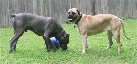 The right side of a grey with white Cane Corso sniffing at grass and in front of it is the left side of a tan with white Bullmastiff. The Bullmastiffs mouth is open and tongue is out. There is a blue ball behind the Cane Corso. There is a wooden privacy fence behind them.