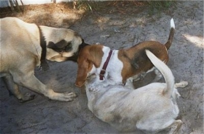 Three dogs are biting at each other in sand. The large mastiff is biting the basset hound and the labrador retriever is on the ground under the basset.