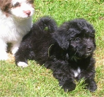 Two fluffy, Papipoo puppies in grass looking to the right - A black with white puppy is laying down in front of a sitting white with red pup.