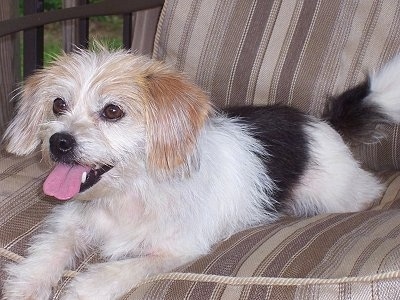 A fluffy, tricolor white and black with tan Peagle is laying on a porch chair looking to the left with its mouth open and tongue out.