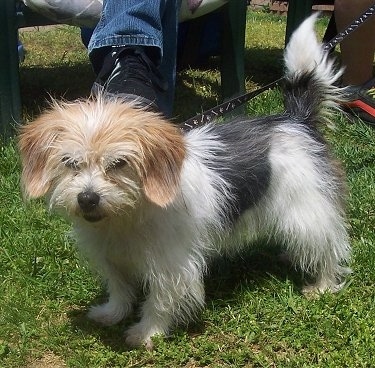 Front side view - A fluffy tricolor white with tan and black Peagle is standing outside in grass. There is a person sitting in a green lawn chair behind it.