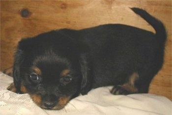 Side view - A black and tan Pekehund puppy is standing on a white pillow in front of a wooden wall with its head down. It is looking down.