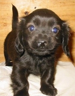 Front view - A shiny black Pekehund puppy is standing on a pillow and it is looking forward. It has round eyes and long drop ears.