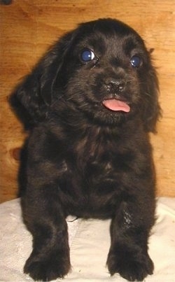 Front view - A black Pekehund puppy is standing on a pillow and it is looking up in front of a wooden wall. Its mouth is open and its tongue is sticking out.