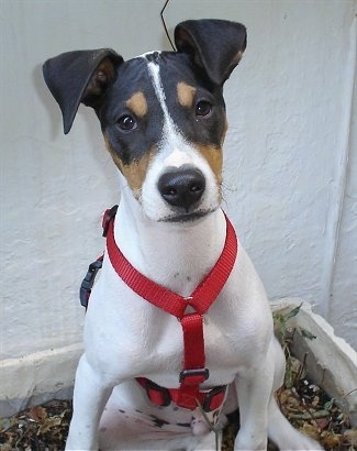 Front view - A white with black and tan Perro Ratonero Andaluz puppy is wearing a red harness, sitting in front of a large white wall.