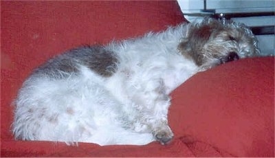 Side view - A shaggy, white with tan Petit Basset Griffon Vendeen dog is sleeping on a bright red couch with its head on the arm.