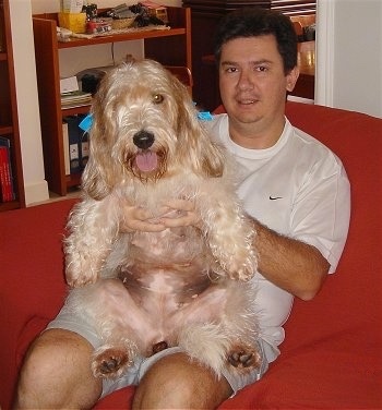 Front view - A shaggy, tan Petit Basset Griffon Vendeen dog is sitting belly out on a man's lap who is sitting in a bright red arm chair. The dog looks happy and its mouth is open and its tongue is out. Its ears are long and furry and its hair is covering up one of its eyes.